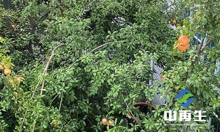 生活垃圾作為人類社會發(fā)展必然的產(chǎn)物，具有哪些特性